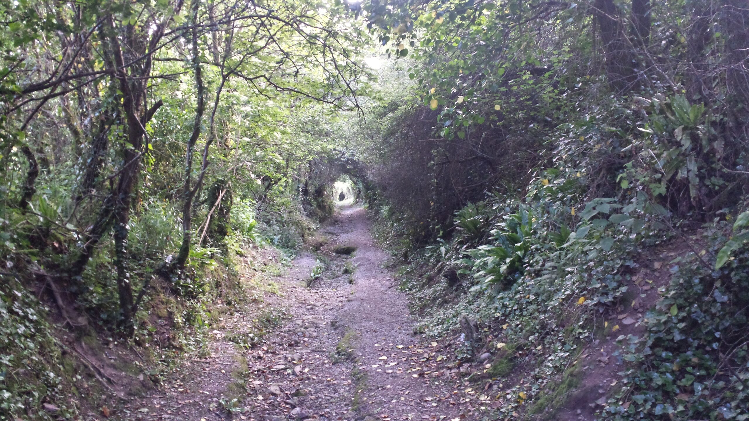 Seaweed Lane